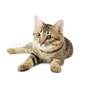 Kattenvoer